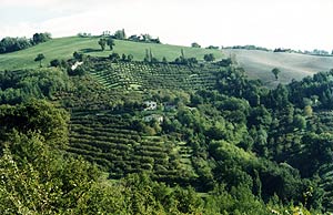 Ristoranti Pesaro Urbino: Il Fontanino